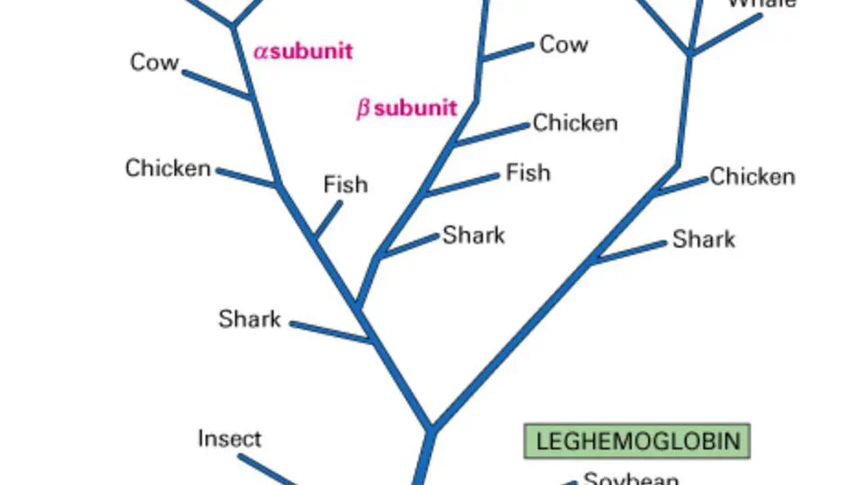 The Power of Bioinformatics Algorithms: Unraveling Evolutionary Relationships with Phylogenetic Trees