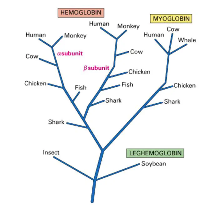 The Power of Bioinformatics Algorithms: Unraveling Evolutionary Relationships with Phylogenetic Trees
